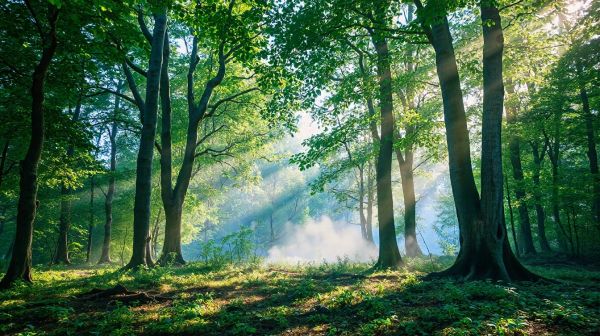 Les leçons des arbres : fusion de la science et des sens
