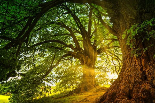 Les leçons des arbres : fusion de la science et des sens