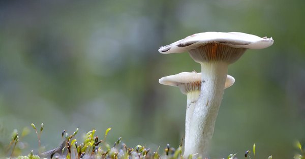 Qu'est-ce que la biodiversité et pourquoi est-elle essentielle à notre planète